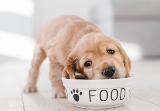 One Minute Articles: Do Puppies need Puppy Food