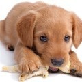 The Best Natural Dog Treats for Joint Health