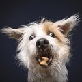 Top Joint Care Treats for Dogs - What Every Dog Owner Should Know
