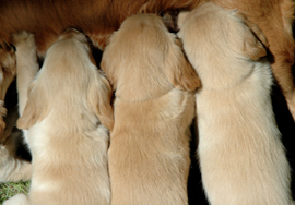nursing puppies