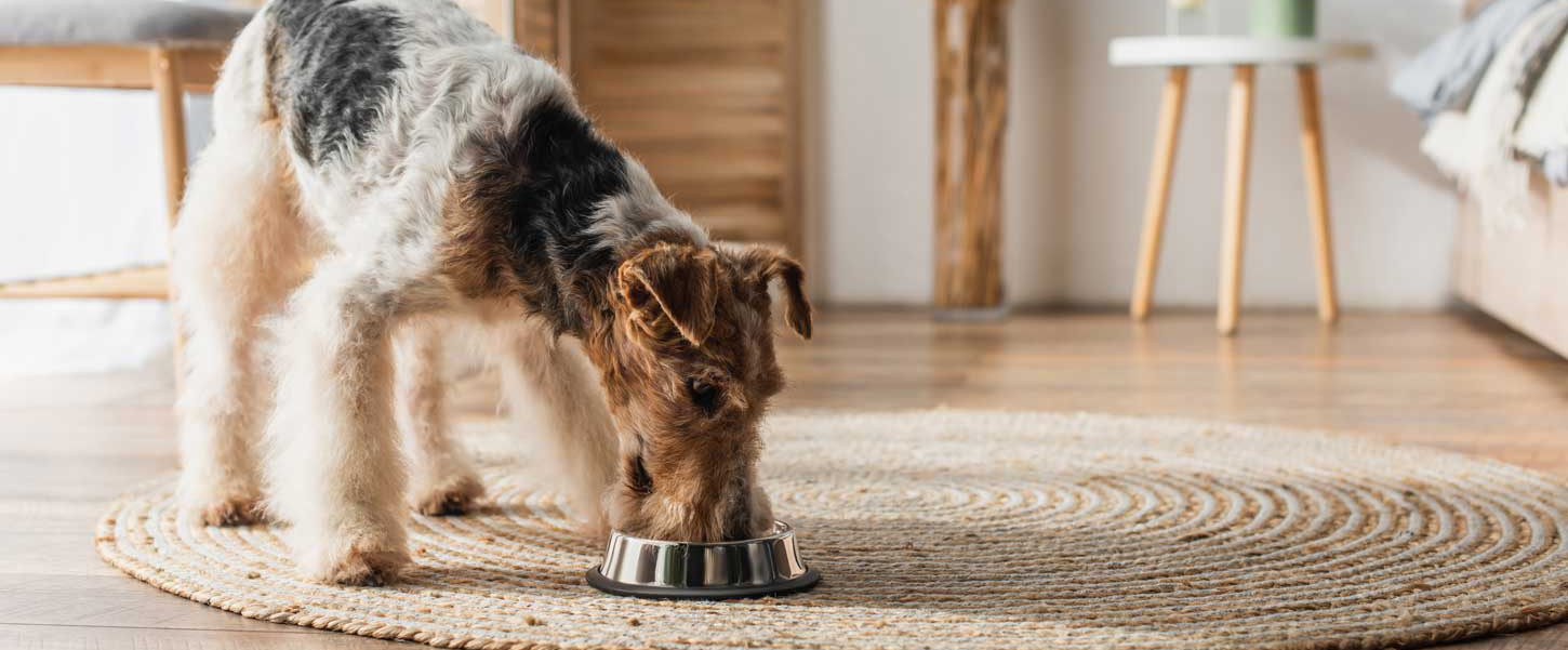 Feeding dogs with liver disease