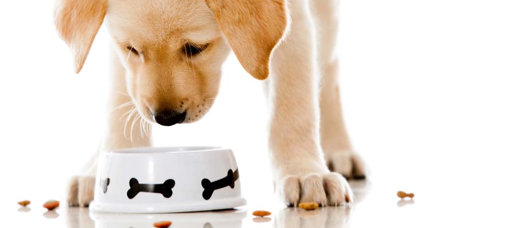 Why dog food matters