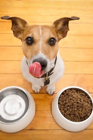 Key Dry Food Ingredients best dry food