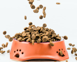 best dry food