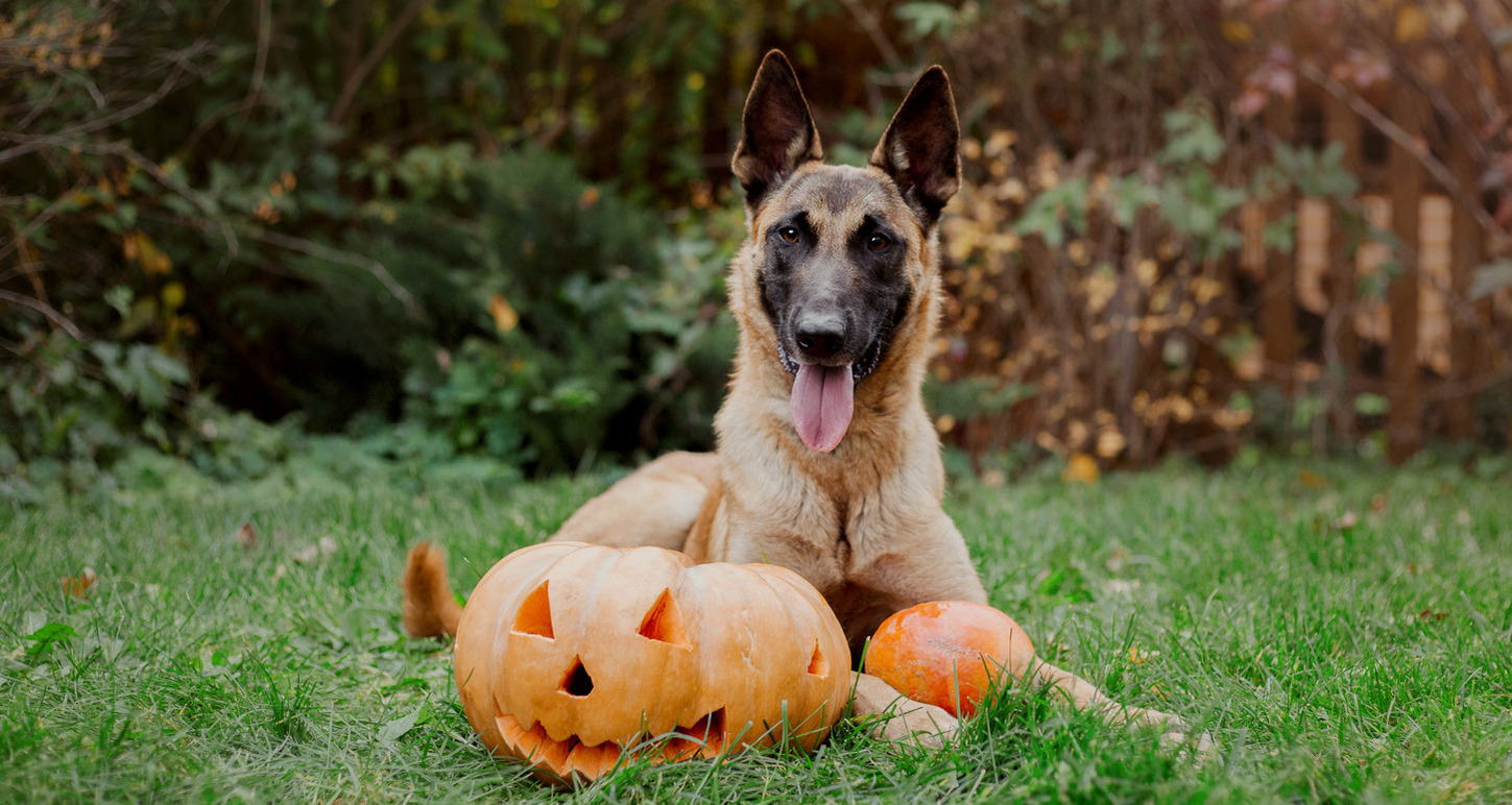 Pumpkin laxative for dogs hot sale