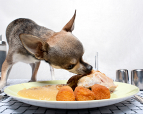 Can Dogs Eat Human Food Feeding Dogs Human Food All About Dog Food