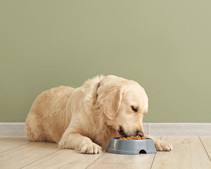 Dog Feeding Guide - How Much Should You Feed Your Dog?