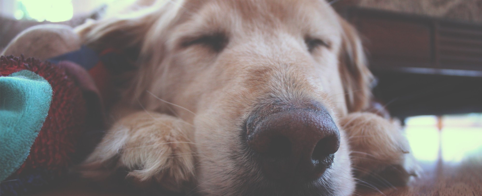 Feeding Dogs with Kidney Disease What to Feed Dogs with Kidney Disease All About Dog Food