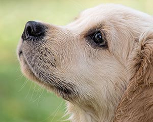 Puppy Guide