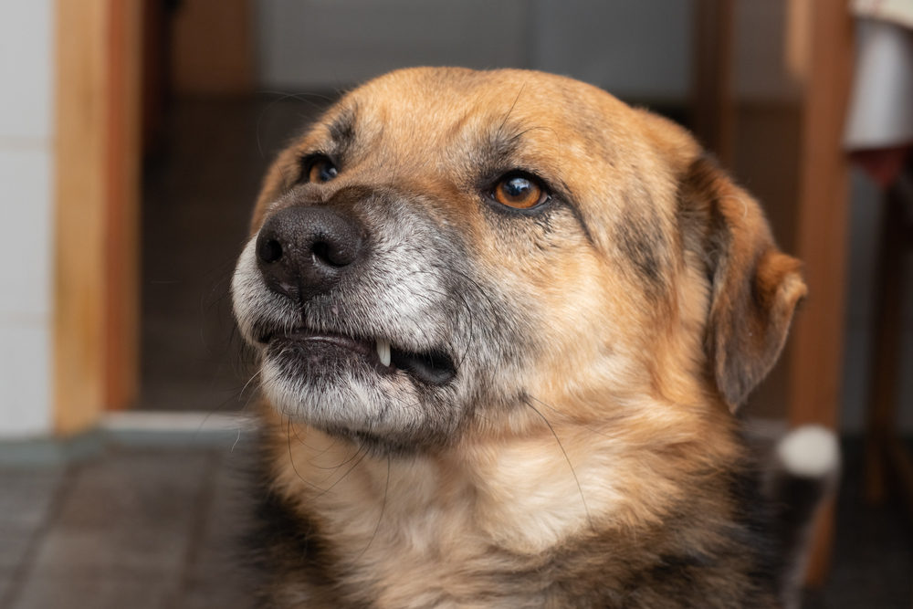 adopting dog