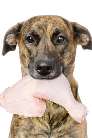 Animal-Based Proteins