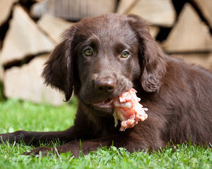 How Much Protein Does Your Dog Really Need?