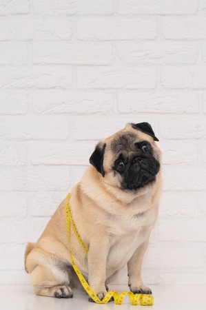 healthier dog diet