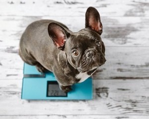 healthy weight