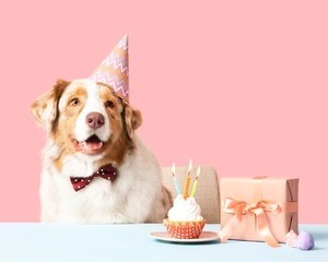 How to... Make a Dog Birthday Cake