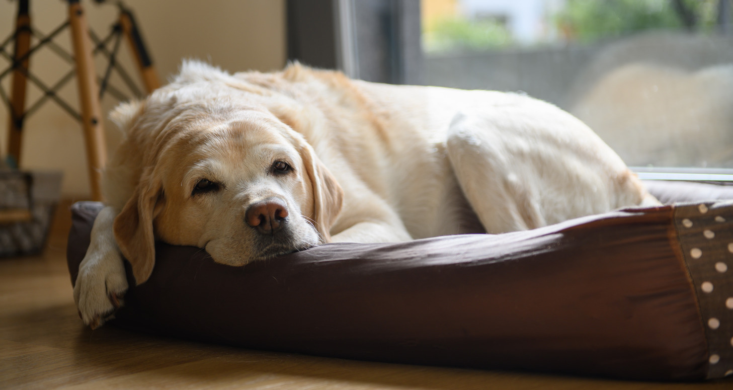 Orthopaedic Dog Bed