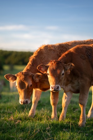 Certification Requirements for Organic Pet Food