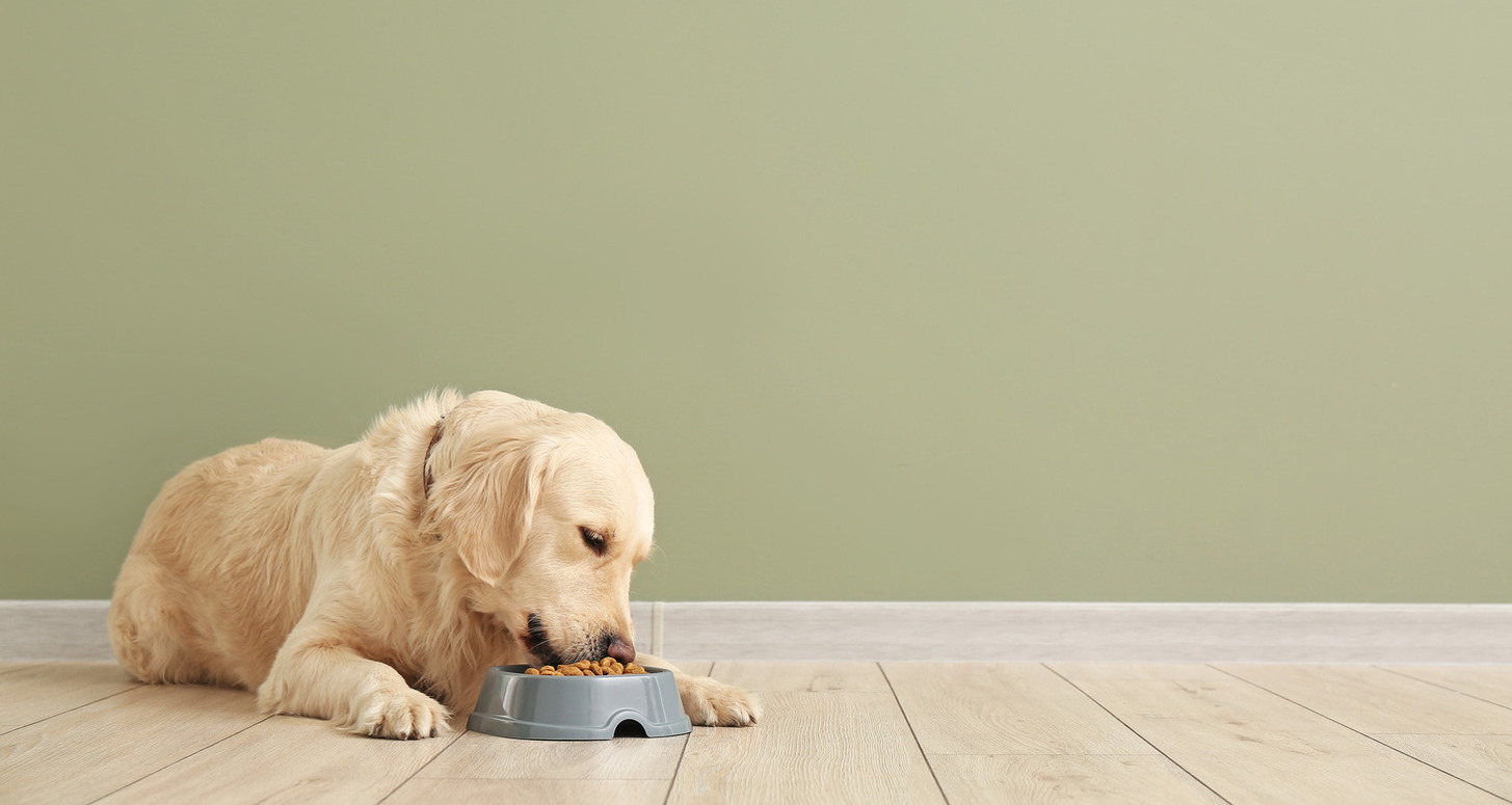 Should You Make the Switch to Organic Dog Food?