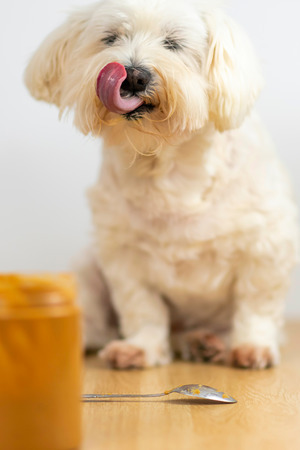 Can My Dog Eat Peanut Butter? Peanut Butter