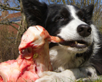 Raw Feeding