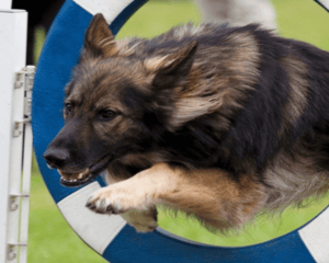 benefits of dog agility