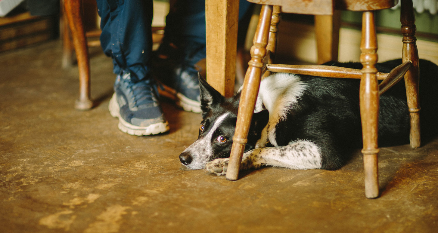 Café Etiquette for Dogs - Tips for a Pleasant Outing