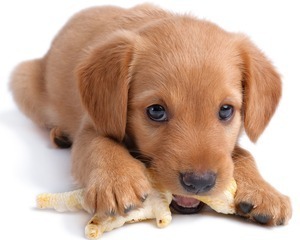 The Best Natural Dog Treats for Joint Health