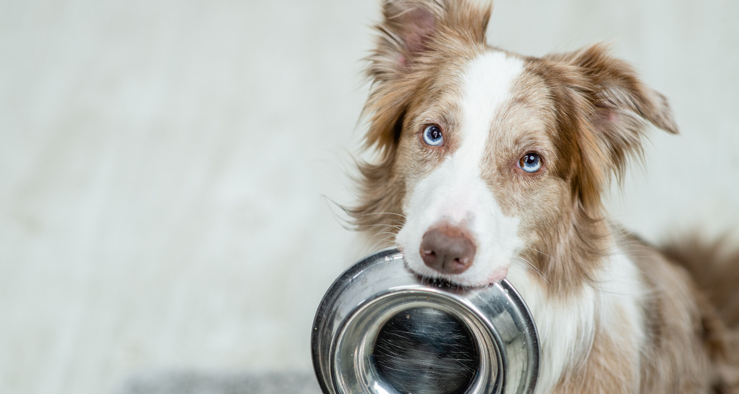 Top 5 Affordable Dog Foods for Adult Dogs Budget Friendly Picks Which Type of Dog Food is Best All About Dog Food