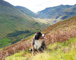 Top Dog-Friendly Pubs in the Lake District
