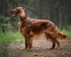 Top Tips to Keep Your Dog's Skin and Coat Healthy