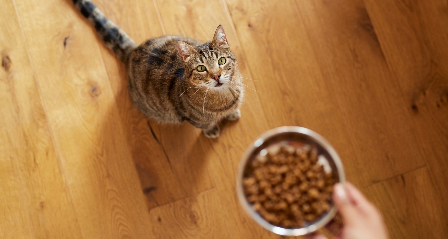 Will cat food harm my dog hotsell