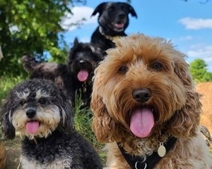 The UK's Most Popular Dog Breeds 2025