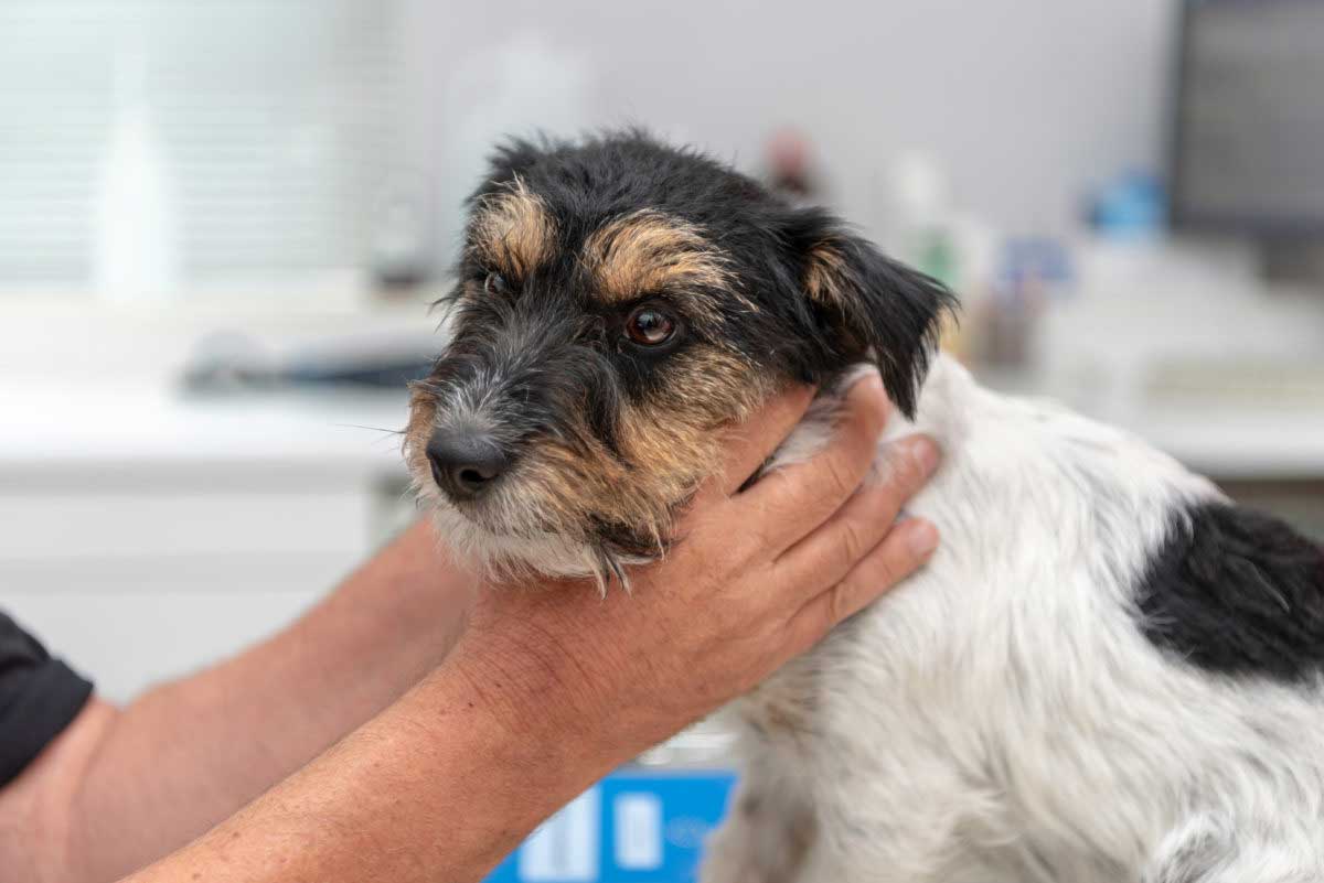 Feeding elderly dogs hot sale