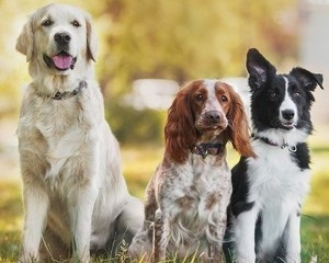 best food for medium dogs