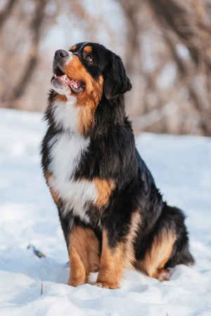 Winter Care Tips for Dogs winter care