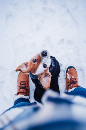 Winter Care Tips for Dogs winter care