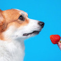 Are Strawberries Safe for Dogs to Eat?