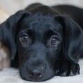 What is the Best Dog Food for a Labrador?