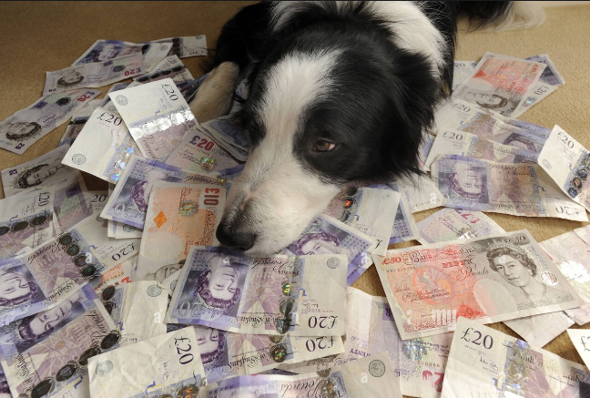 Dog money