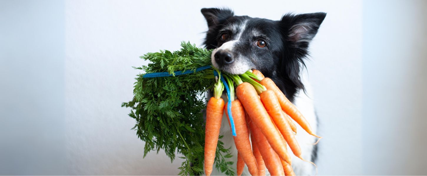 Plant-Based Nutrition for Dogs: What Every Owner Should Know