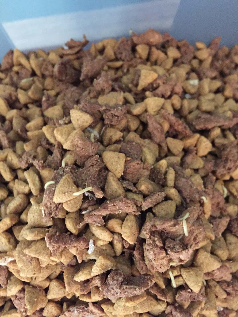 Moth larvae in dog food