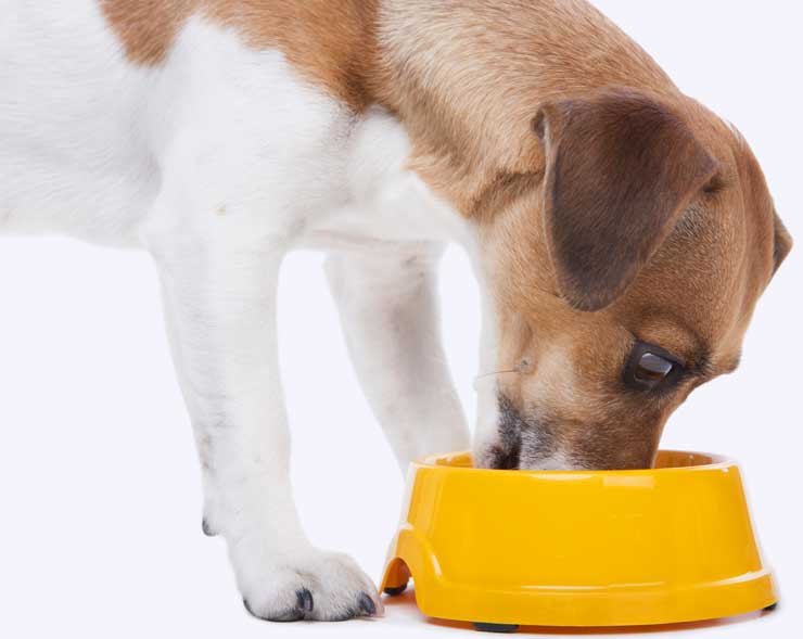 Digestibility of plant proteins in dog food