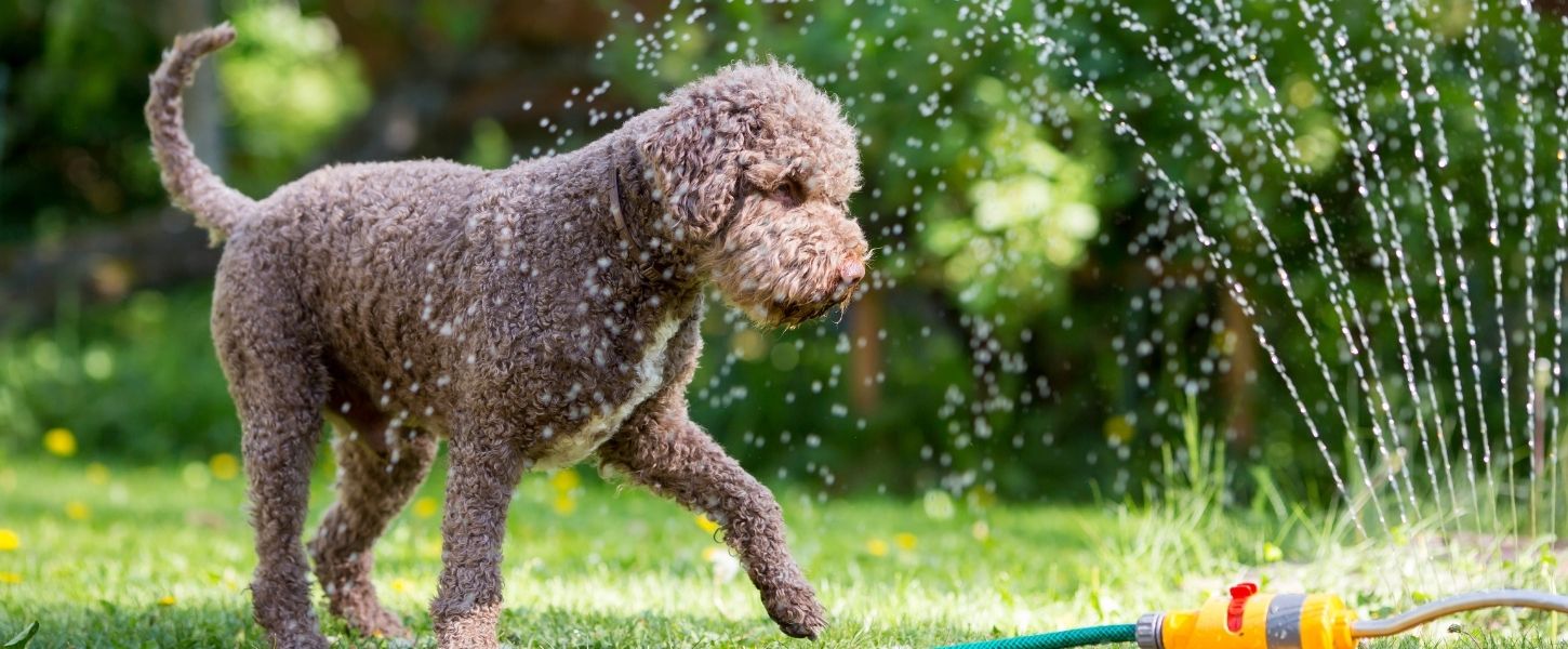 Keeping Your Dog Cool In Summer: Nutrition Edition