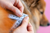The Pet Obesity Epidemic (and how to make sure your dog isn't part of it)