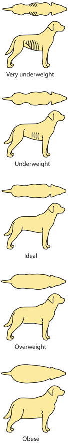 Is My Dog Too Thin Chart