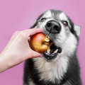 Can My Dog Eat Apples, Including the Core?