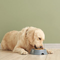 Dog Feeding Guide - How Much Should You Feed Your Dog?