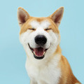 Free Dog Food Samples Now Available!
