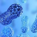 Gut Health in Dogs: Probiotics, Prebiotics, and Digestive Enzymes