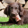 How Much Protein Does Your Dog Really Need?